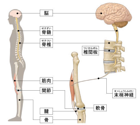 当院の整形外科診療について